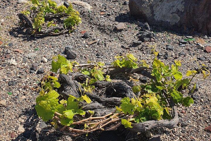 Premium Wine Tasting with Caldera Views