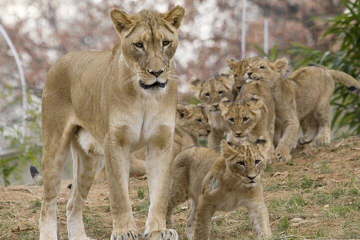 3 Days Northern Circuit Safari