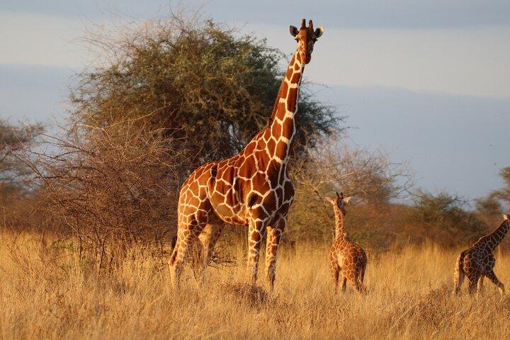 3 Days Northern Circuit Safari
