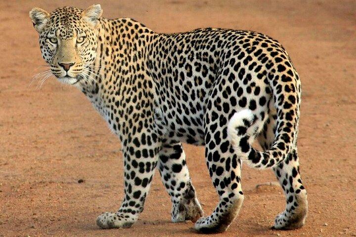 3 Days Northern Circuit Safari
