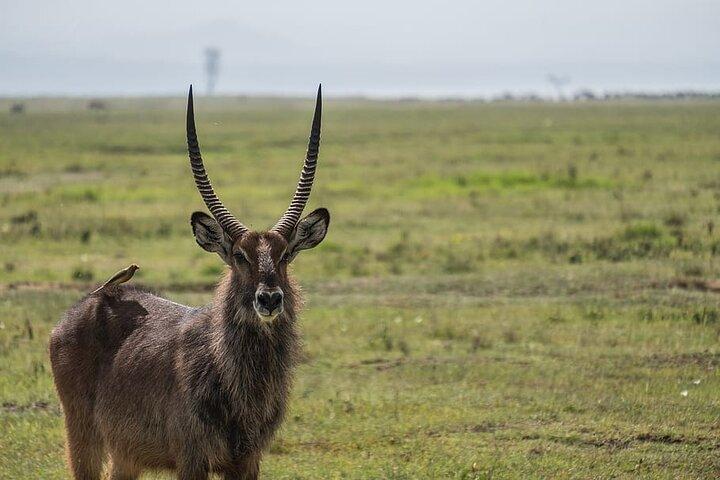 4 Days Safari to Tarangire, Serengeti and Ngorongoro