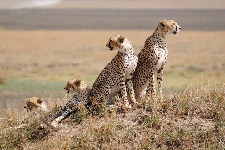 2-Day Safari from Zanzibar to Serengeti & Ngorongoro