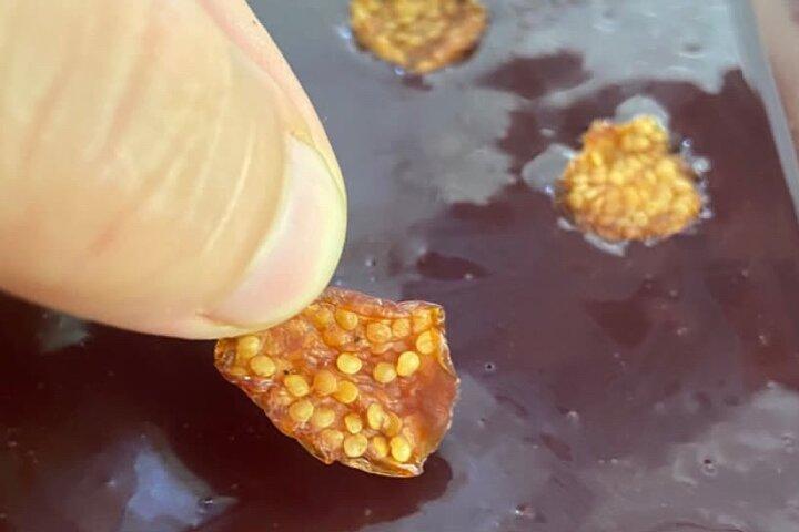 Chocolate: From tree to the bar, in Sierra Nevada de Santa Marta