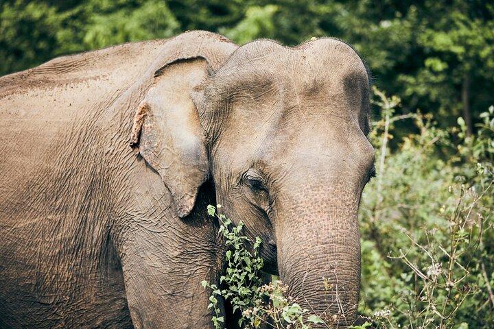 Pick up Hambantota Cruise Ship: Udawalawe National Park Safari