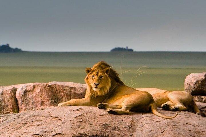 5 Days Adventure Safari Private Tour In Ngorongoro and Serengeti