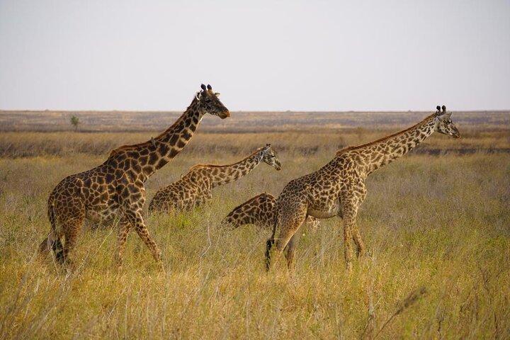 3 Day Magic Safari (Arusha, Tarangire & Manyara NP)