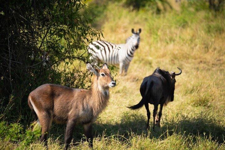 3 Day Magic Safari (Arusha, Tarangire & Manyara NP)