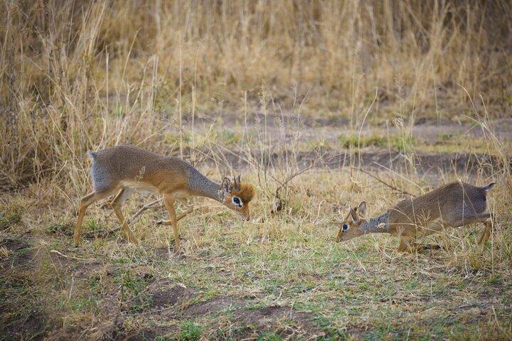 3 Day Magic Safari (Arusha, Tarangire & Manyara NP)