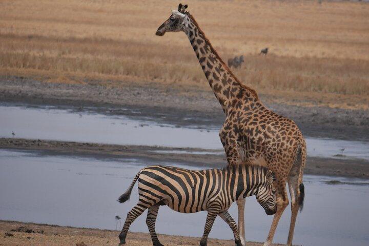 Private 5 Days Tanzania Safari