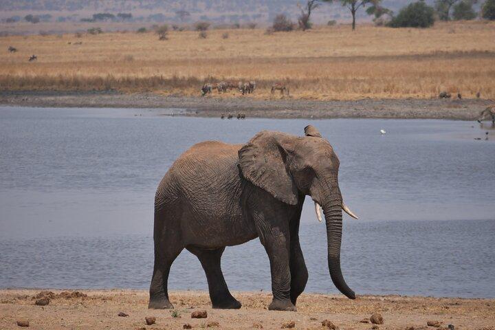 Private 5 Days Tanzania Safari