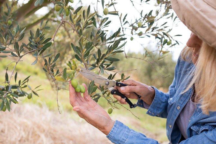 Cretan Wines & Olive oil tour - The treasures of Crete
