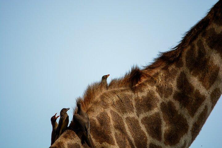From Arusha: 11 Days famous Serengeti Inside out safari trip