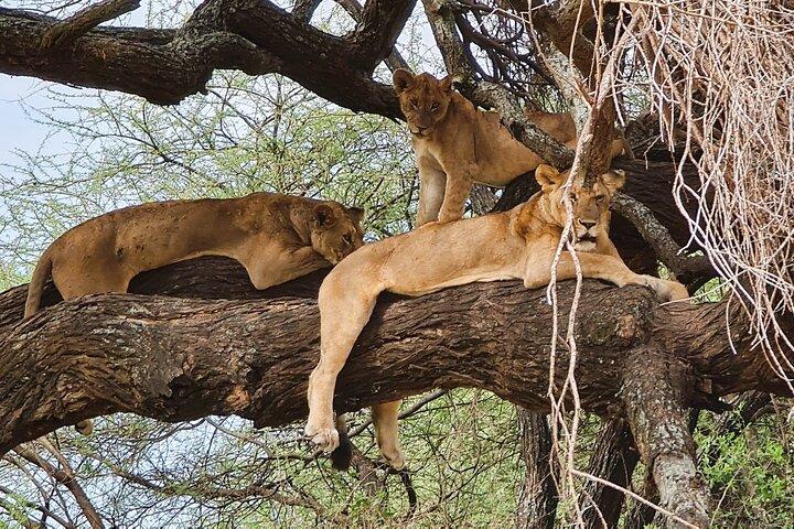 From Arusha: 11 days Lake Hopping Safari
