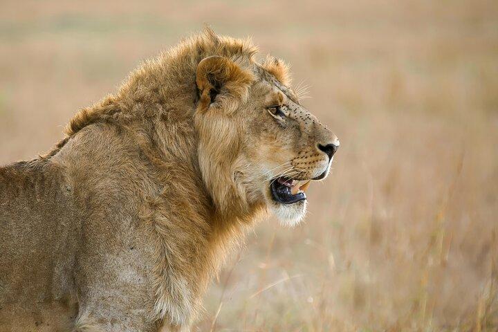 5 days Living Among Lions with Kojuu Safaris - Mid range Lodge