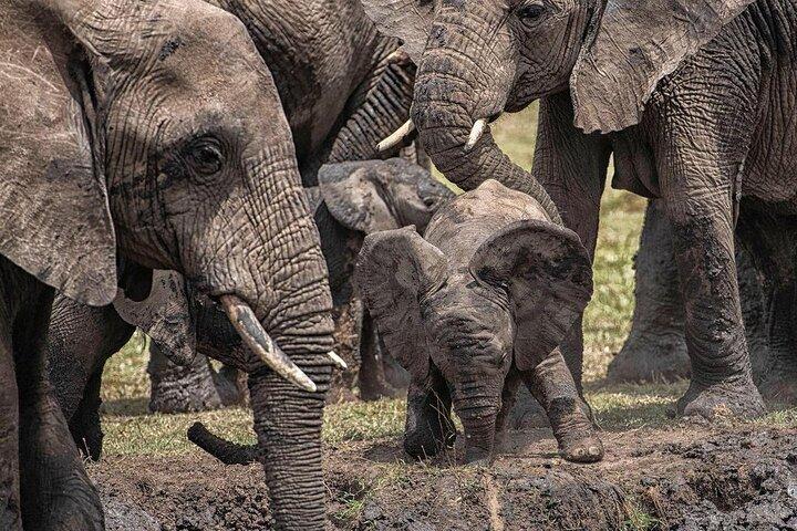 3 Days Taste of Tanzania Standard Safari