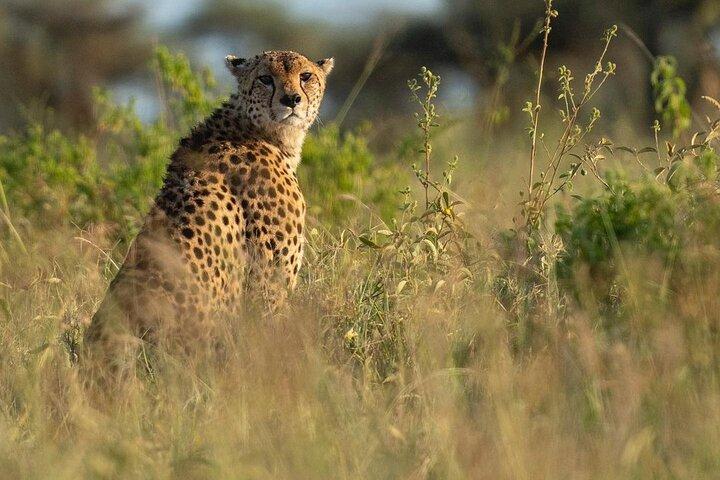 3 Days Taste of Tanzania Standard Safari