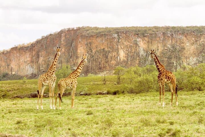 5 Days Masai Mara, Lake Nakuru & Naivasha Budget Joining Safari
