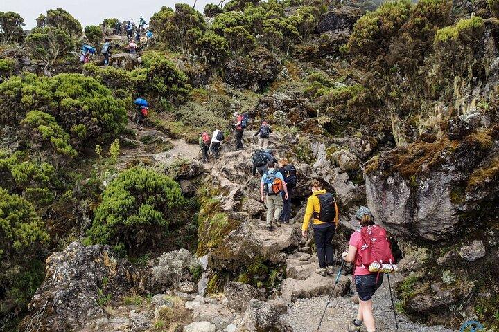 Mount Kilimanjaro Private Day Hike Experience from Moshi