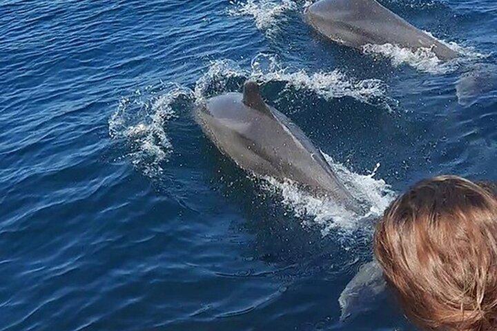 Wild Dolphin Encounter & Snorkeling Adventure