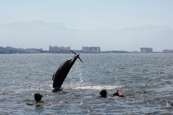 Wild Dolphin Encounter & Snorkeling Adventure