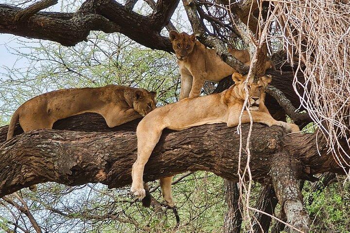 From Arusha: 11 Days famous Serengeti Inside out safari trip