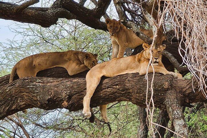 From Arusha: 11 days The Classics Northern Tanzania safari