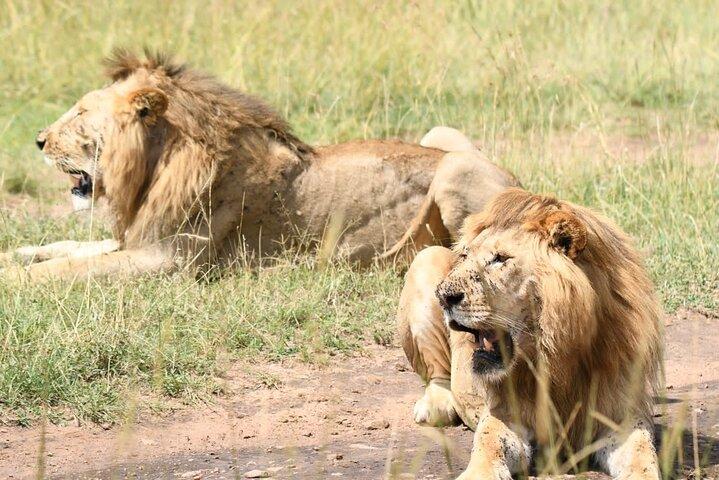 Nairobi National park private day tour