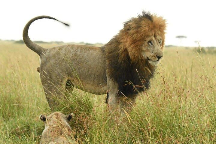 Nairobi National park private day tour
