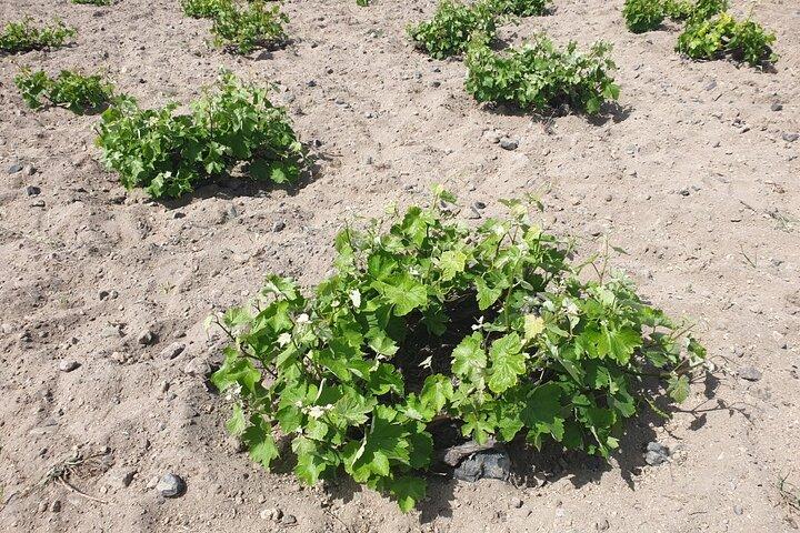 Vineyard Stories & Wine Tasting in Santorini