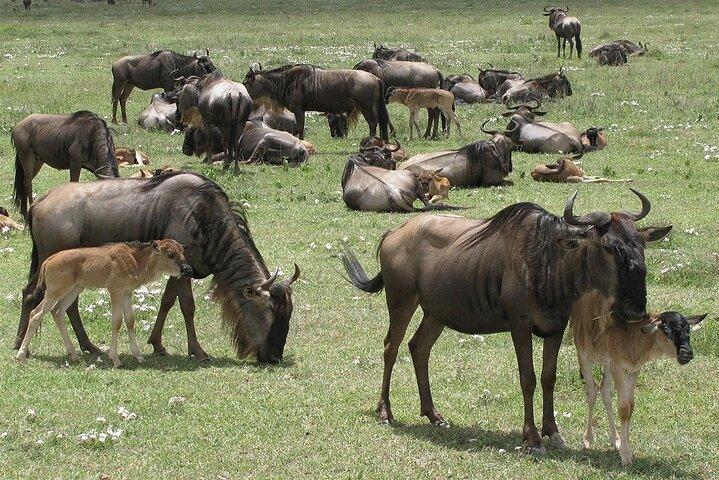 Full Day Private Tour to Arusha National Park