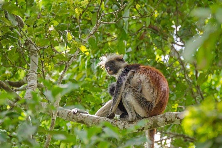 Full Day Private Tour to Arusha National Park