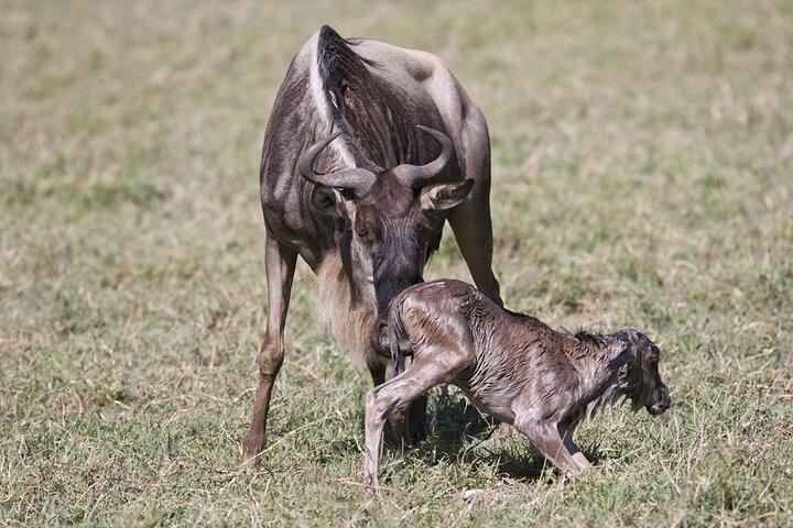 Full Day Private Tour to Arusha National Park