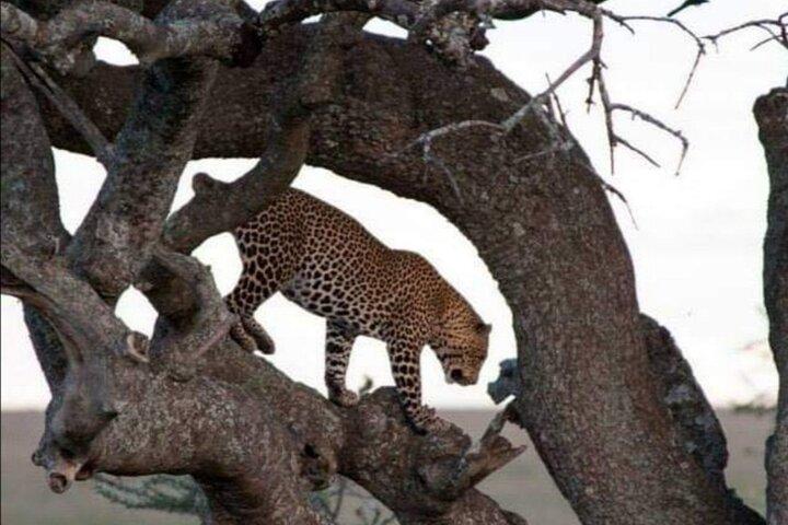 3 Day Maasai Mara Tour