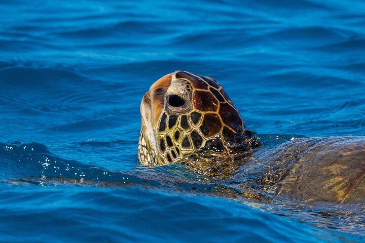 Moana’s Waikīkī Grand Guided Turtle Snorkel & Sailing Adventure
