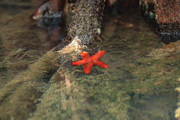 Mangroves Kayaking Tour from Cancun