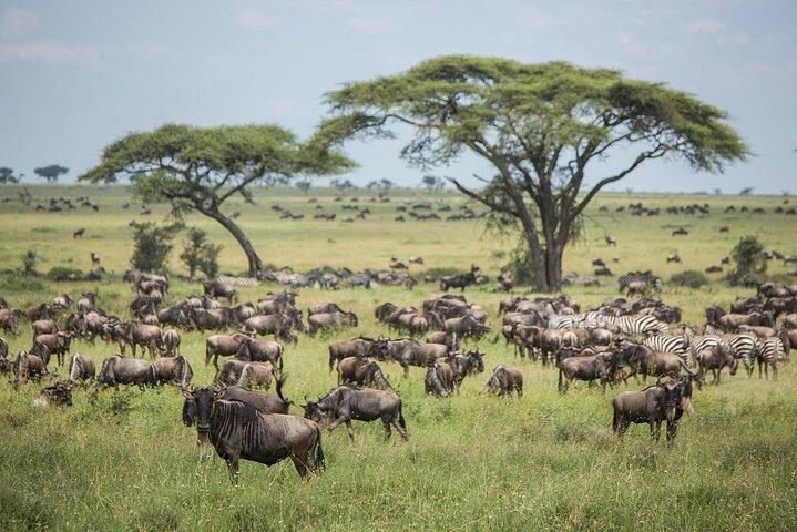 5 Days Adventure Safari Private Tour In Ngorongoro and Serengeti