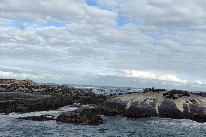 Seal Island,Cape of Good Hope&Penguins Shared Tour,From Cape Town