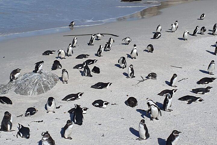 Seal Island,Cape of Good Hope&Penguins Shared Tour,From Cape Town