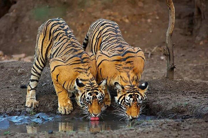 2-Days Private Ranthambhore Tiger Tour from Delhi