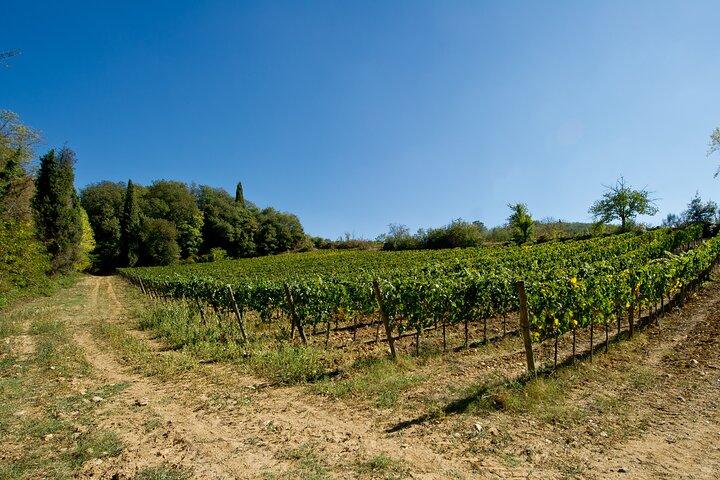 Discover Chianti Classico Wines