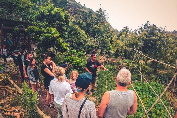 Full Day Rainforest Tour with Tasting and Swimming Time ツ