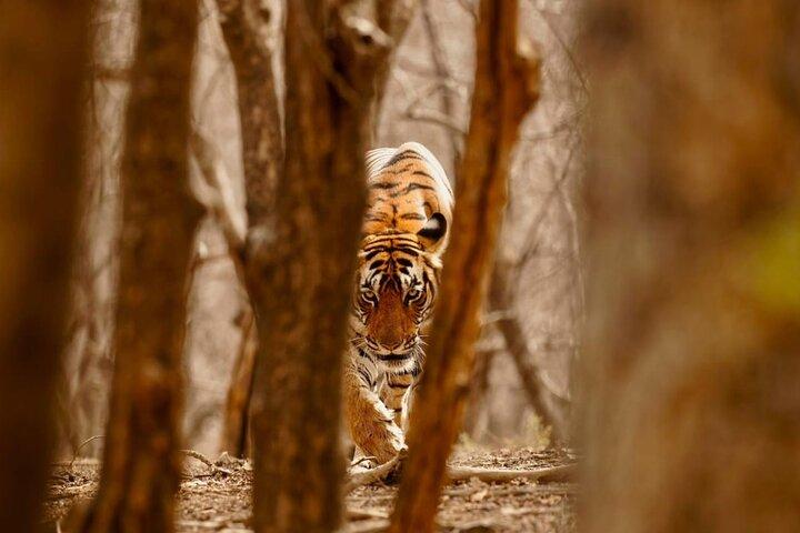 2-Days Private Ranthambhore Tiger Tour from Delhi