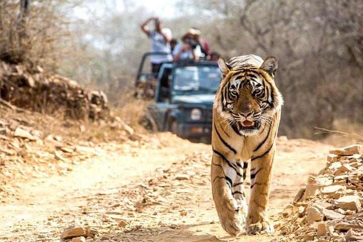 2-Days Private Ranthambhore Tiger Tour from Delhi