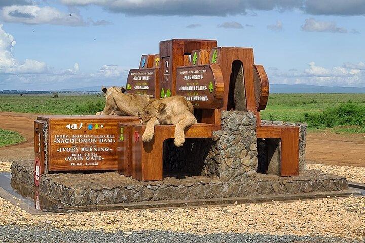Half Day Nairobi National Park Guided Game Drive with Options