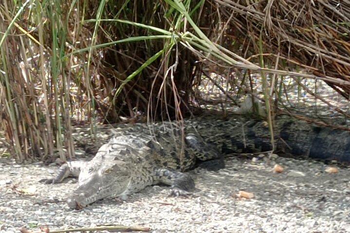 Eco-Explorers: Rainforest Hike & Monkey Island Encounter