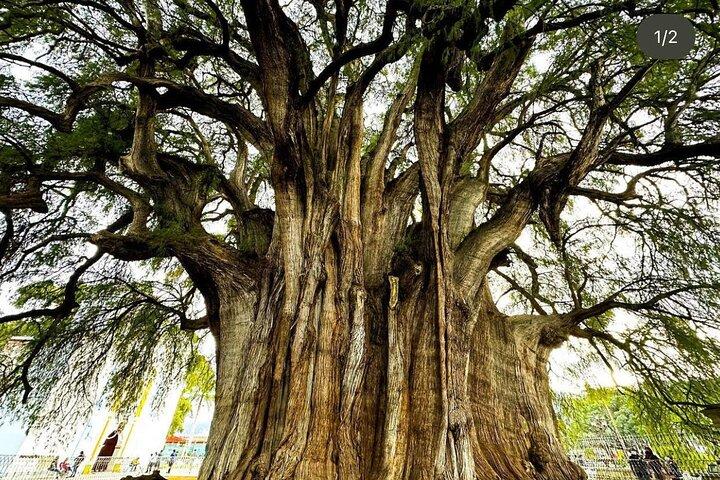 Oaxaca : Hierve el Agua, Mitla, Teotitlan and Árbol del Tule