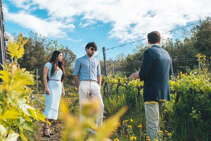 Visit to the Cellar with Wine & Food Tasting over the Val d'Orcia