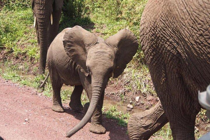 Luxury Private Safari Escape to Ngorongoro Crater –All Inclusive