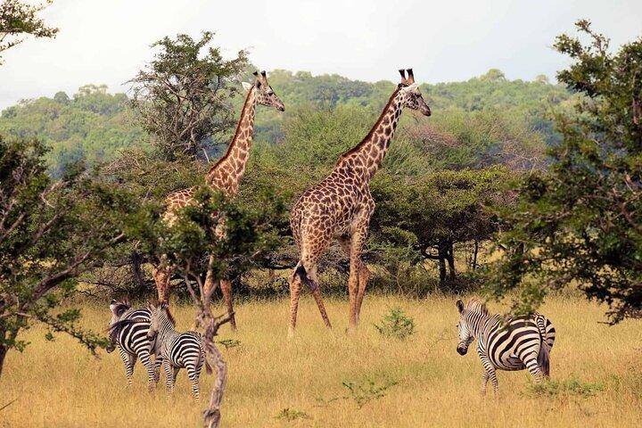 Half Day Tala Game Reserve and Natal Park from Durban