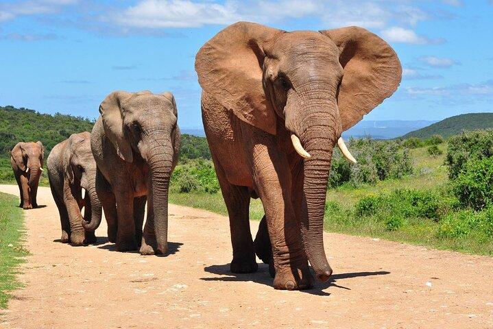 Half Day Tala Game Reserve and Natal Park from Durban